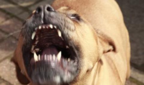 Куче нахапа до смърт стопанина си в София