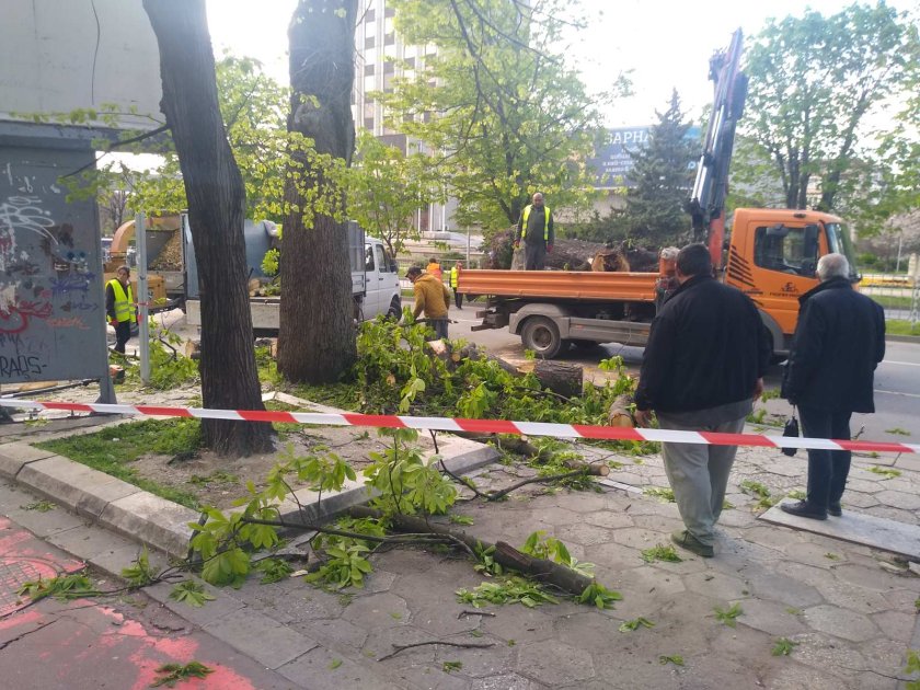 Огромно дърво падна в центъра на Варна