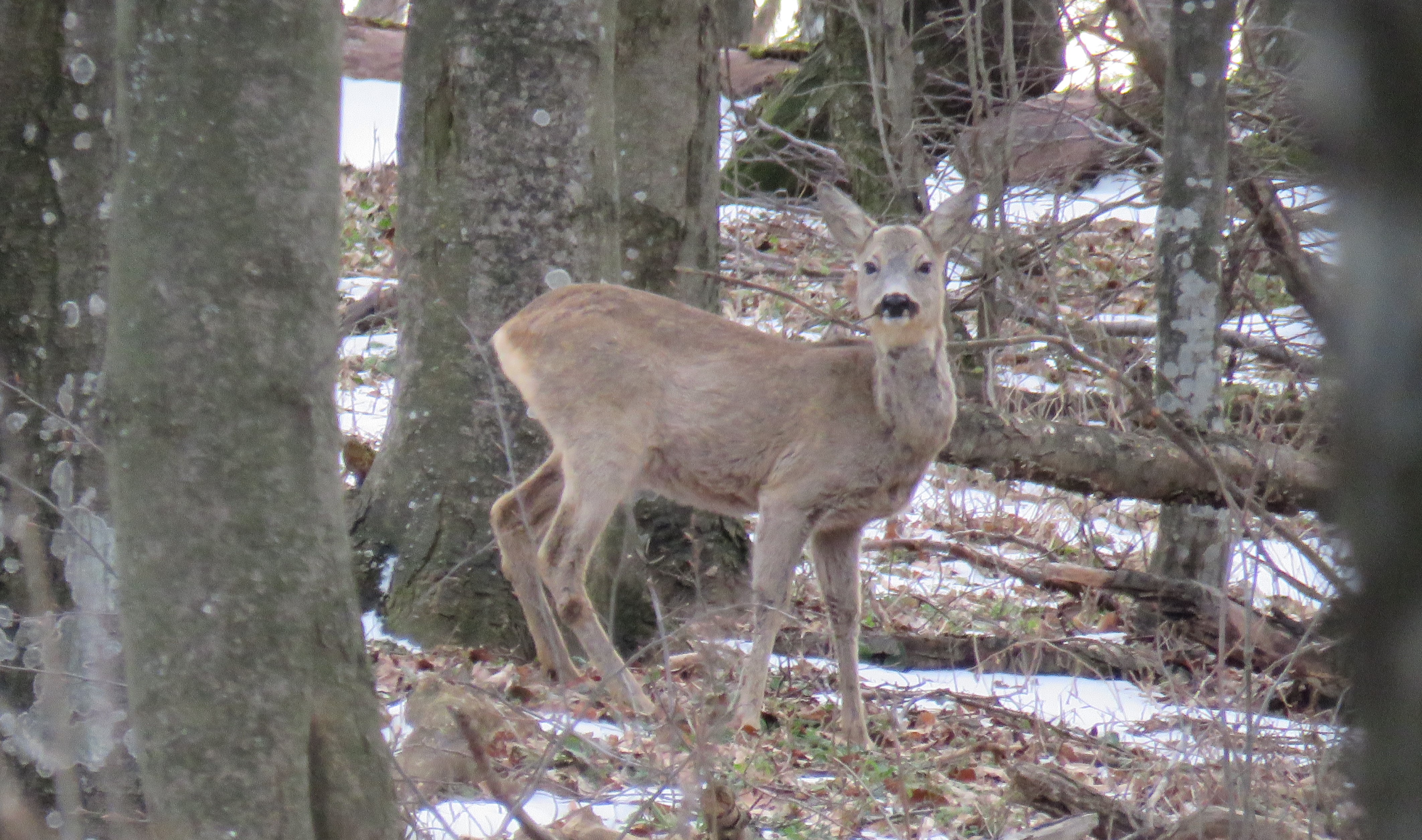 Над 12% повече благородни елени в Североизтока
