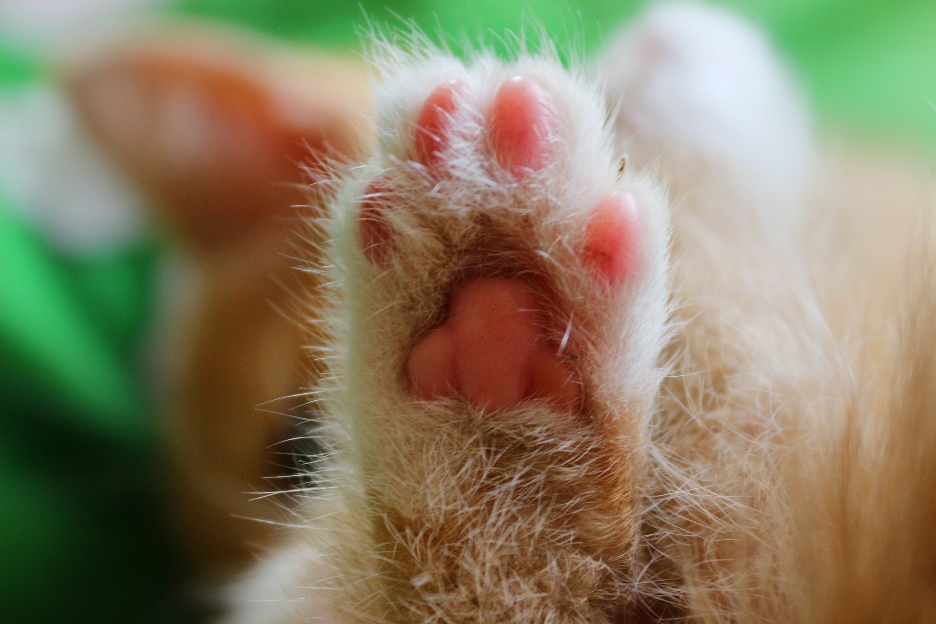 Глобиха мъж с 15 000 евро в Гърция, хвърлил котка от първия етаж на ресторант