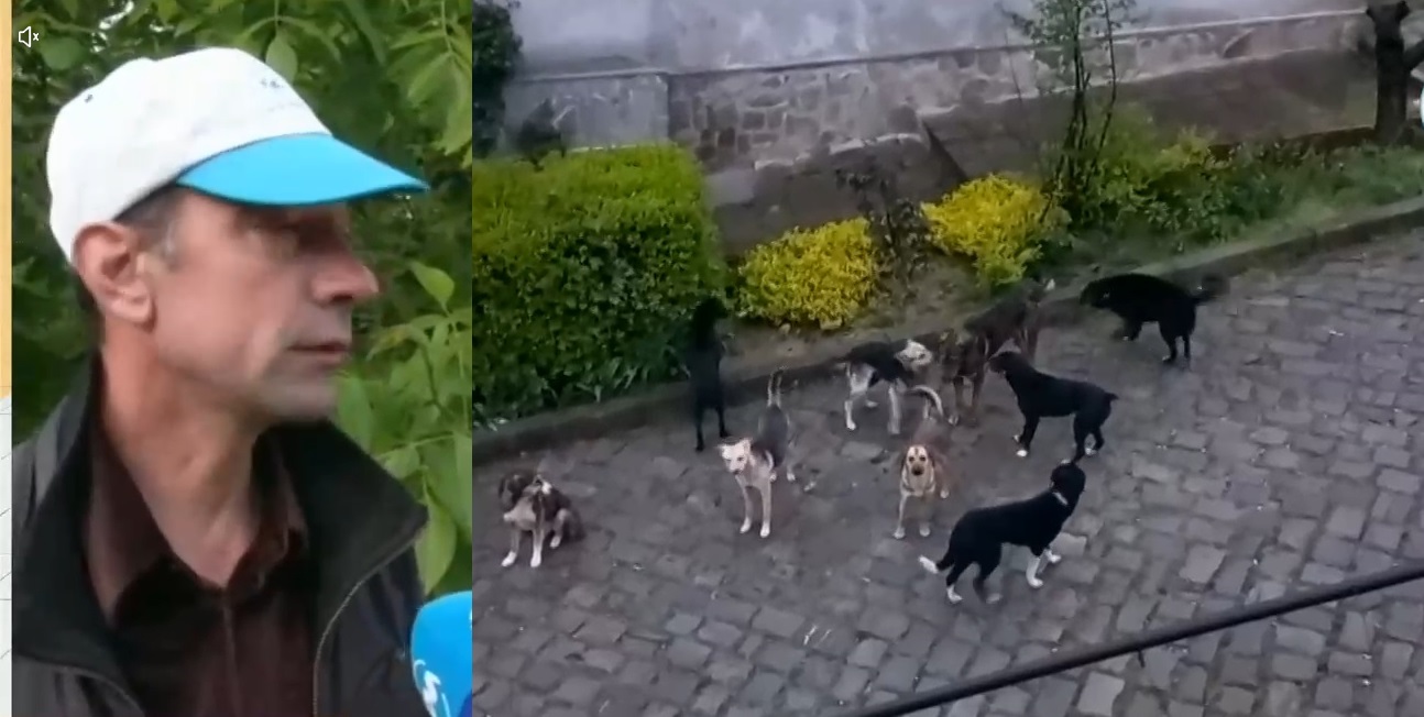 "Идват от всякъде, събират се на глутници": Бездомни кучета тормозят цял квартал във Велико Търново