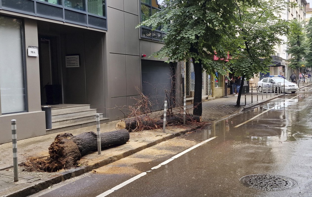 Дърво падна върху млада жена в столицата (СНИМКИ)