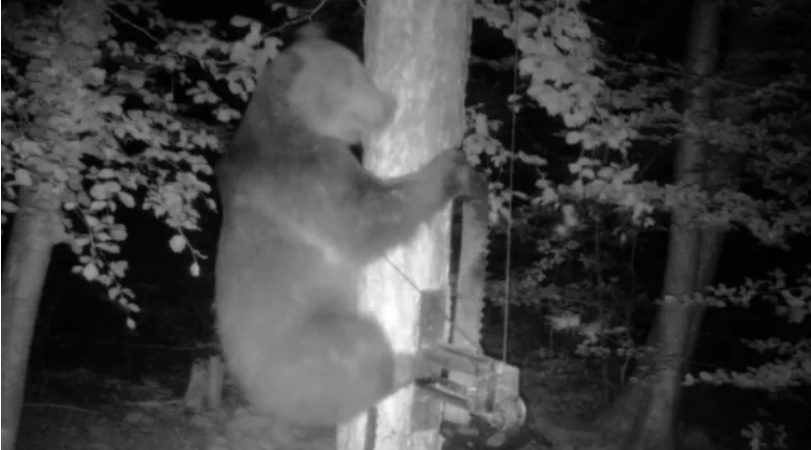 Отстреляха мечка край смолянското село Полковник Серафимово