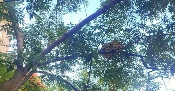 15-килограмов питон се измъкна от дома на собственика си в Барселона