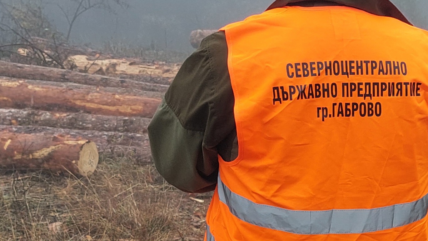 Констатираха 56 нарушения при близо 11 000 проверки в горите на Централна Северна България