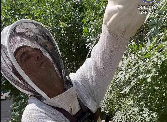 В Бургас ловят самонастанили се пчели, вече са прибрани 30 000