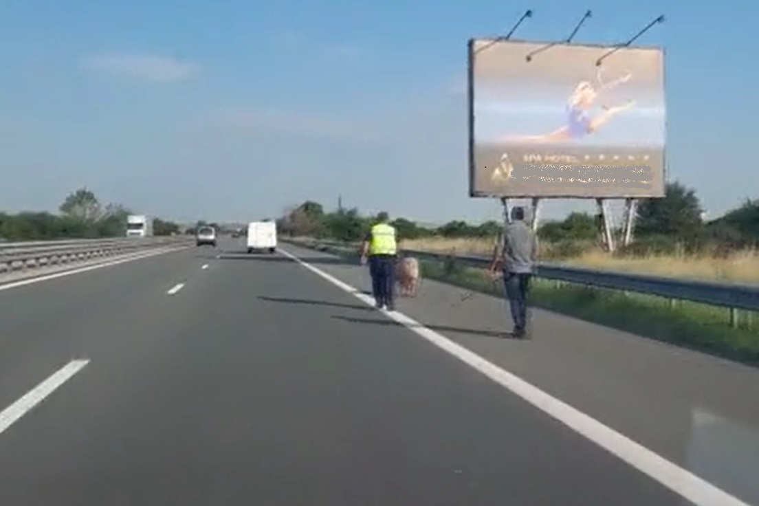 Полиция ескортира прасе на магистрала "Тракия" (ВИДЕО)