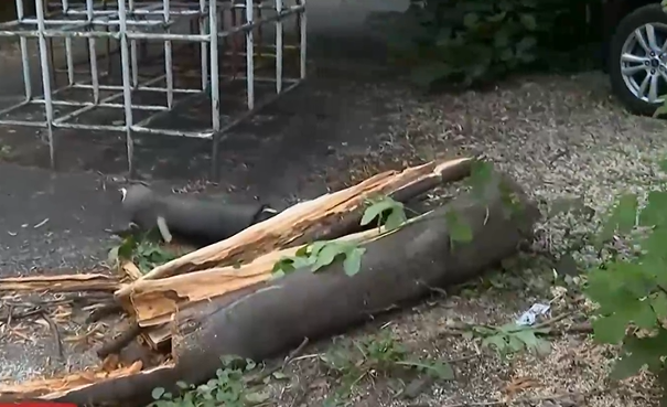Голям клон на дърво падна върху детска площадка в София, по чудо не рани дете