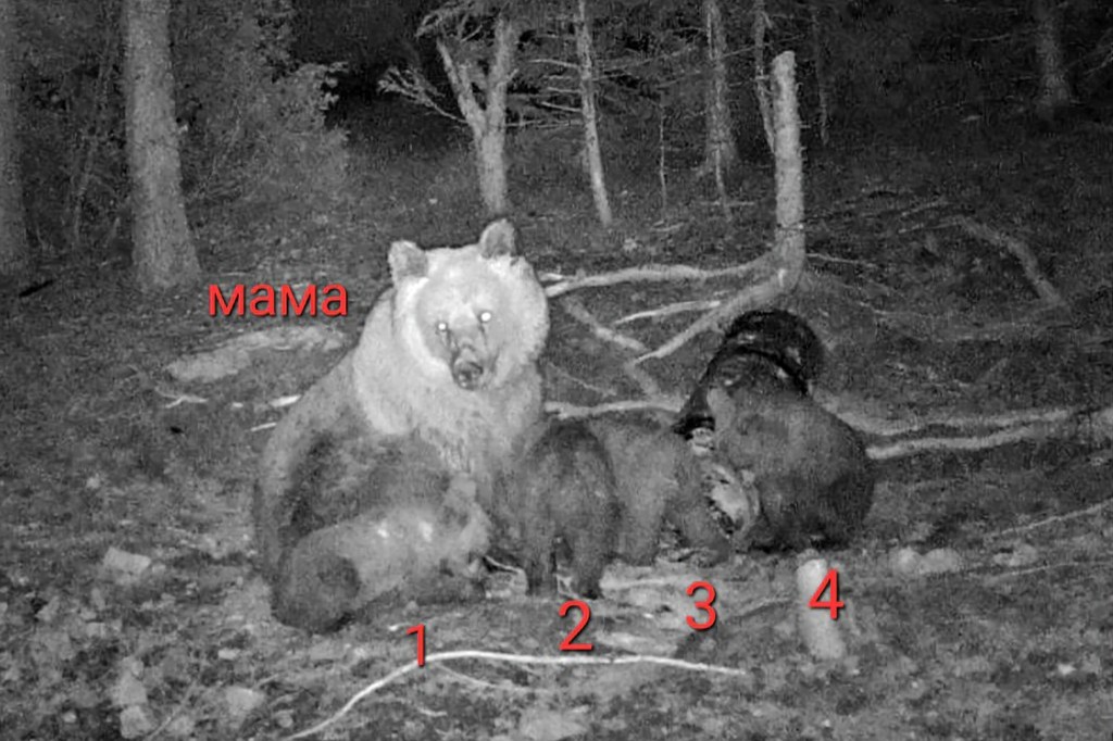 Рядък феномен: Мечка роди четири малки в Родопите (СНИМКИ)