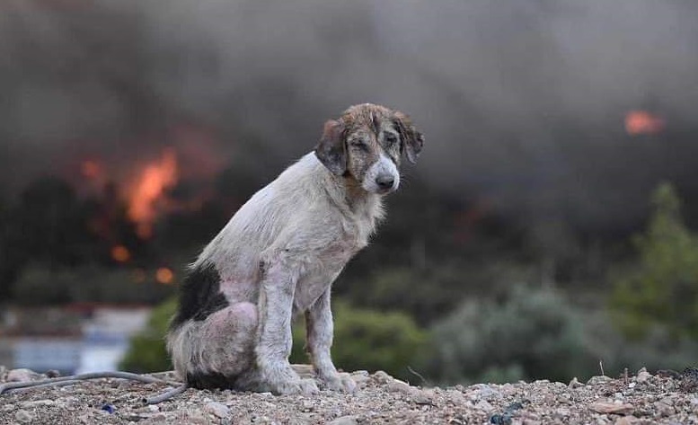 Тъжното куче в пламъците, снимката, която разплака хората