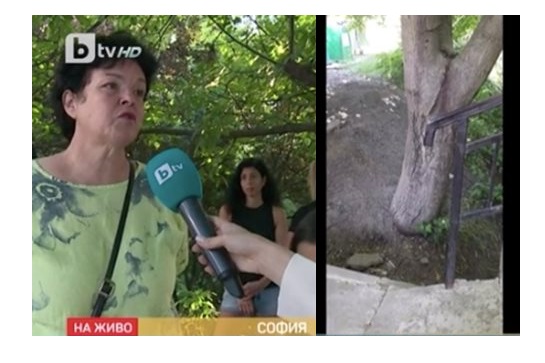 Протест срещу изсичането на 40-годишен орех