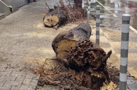 Бурята събори дърво върху спирка на обществения транспорт във Врачанско