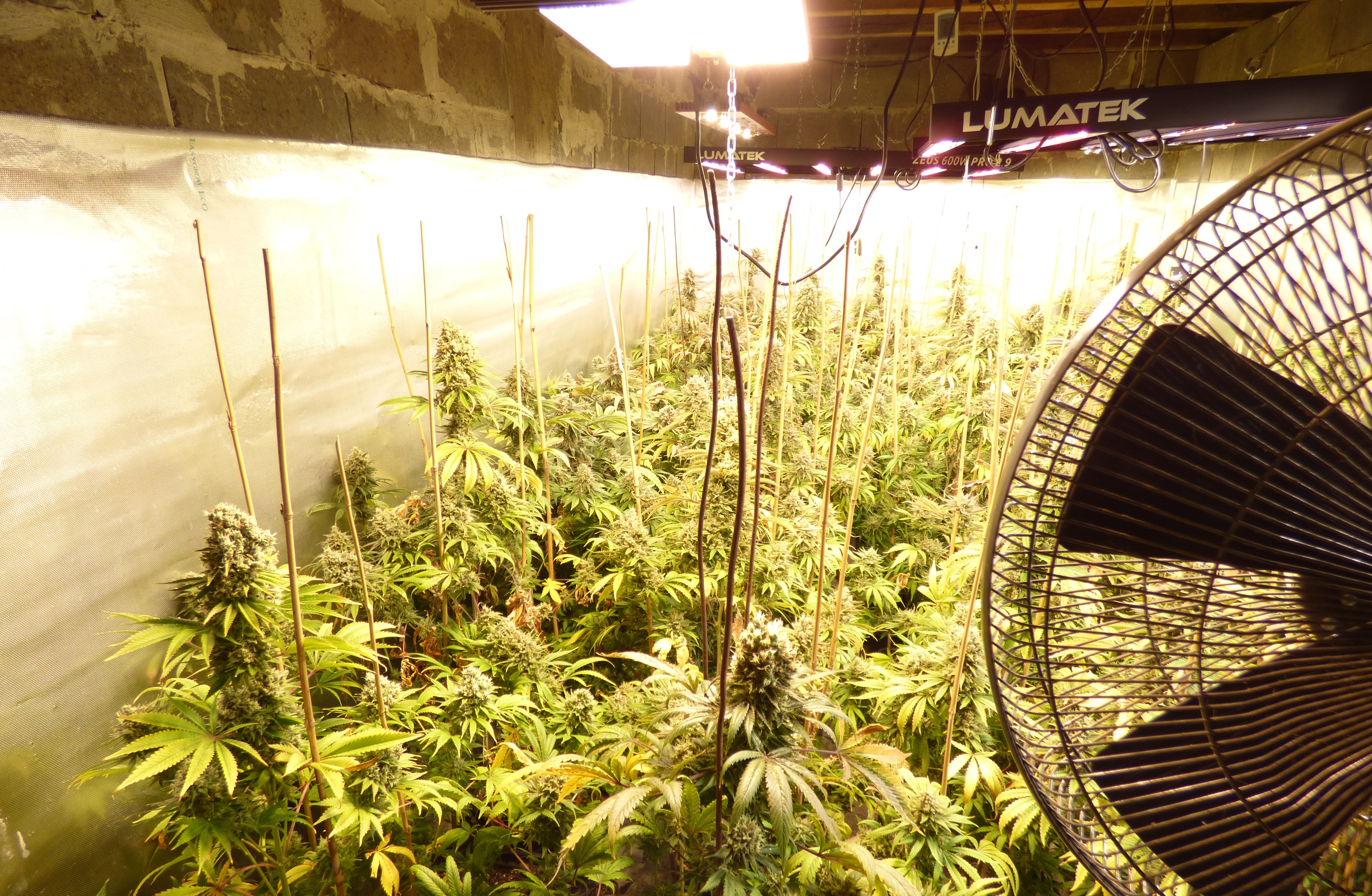 Разбиха оранжерия за марихуана край Перник