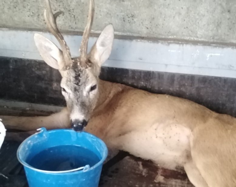 След брачна борба сръндак се озова в зоокът