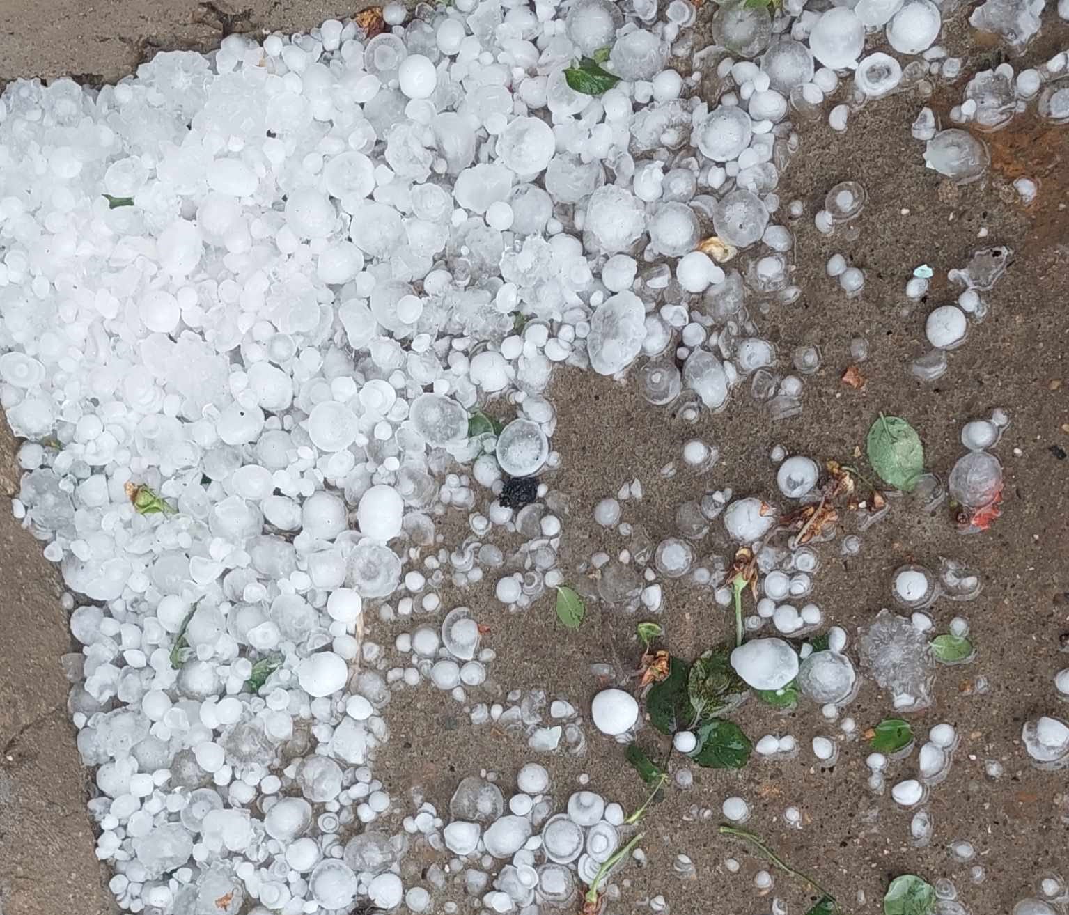 Градушка с големината на орех унищожи реколтата в Плевенско (СНИМКИ И ВИДЕО)