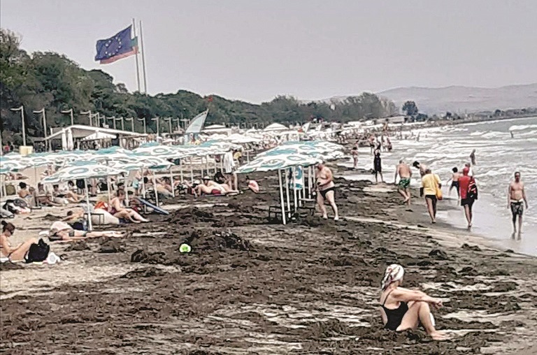 Багер вади тонове водорасли от плажа