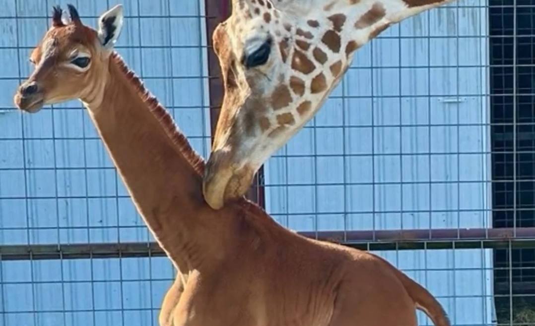 Жираф без петна се роди в зоопарк в Тенеси, вероятно е единствен в света (ВИДЕО)