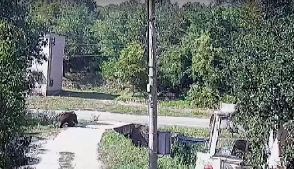Мечка се разхожда ежедневно из улиците на габровско село