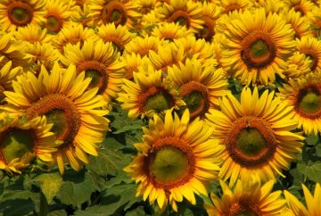 България ще поиска да бъде удължена до Нова година забраната за украински слънчоглед, олио и сухо мляко