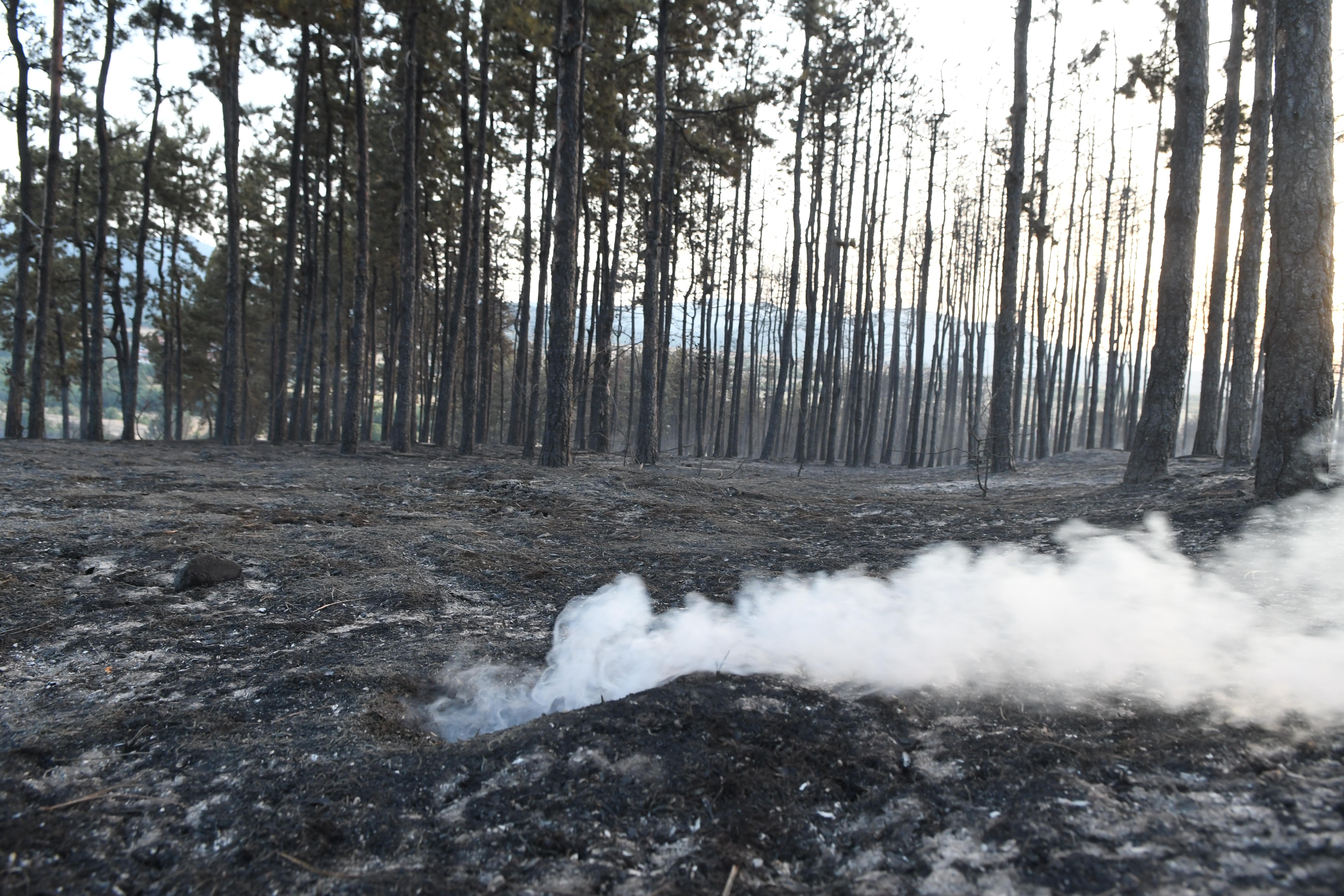 Над 1500 дка борова гора е опожарена край чепеларското село Хвойна