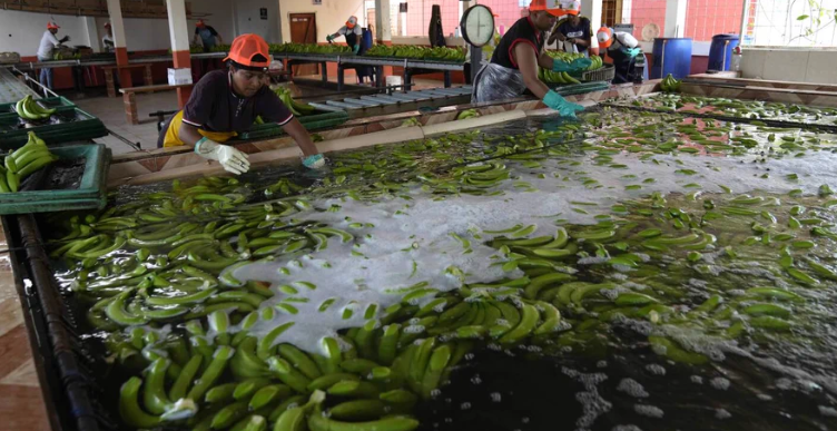Заловиха над един тон кокаин в Еквадор, скрит сред банани (ВИДЕО)