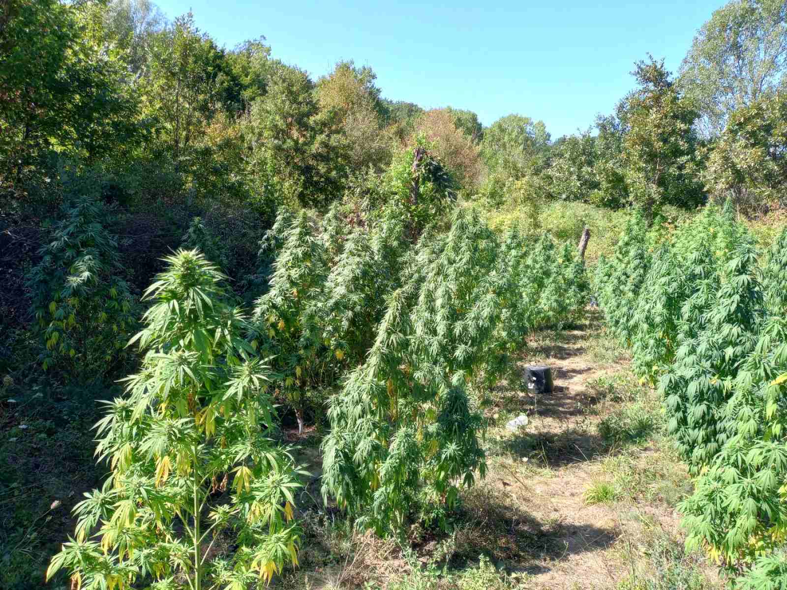 От ГДБОП задържаха четирима души заради отглеждане на ниви с коноп в Стара Загора (СНИМКИ)