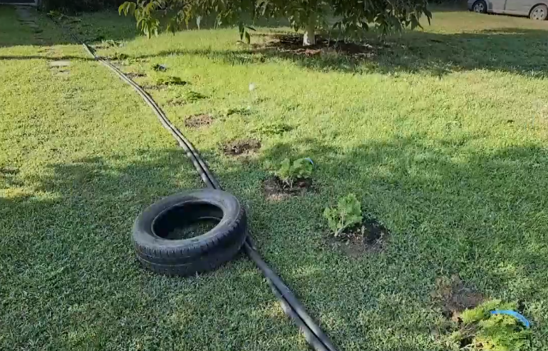 Мъж изряза 15 новозасадени дръвчета в центъра на село Мусачево