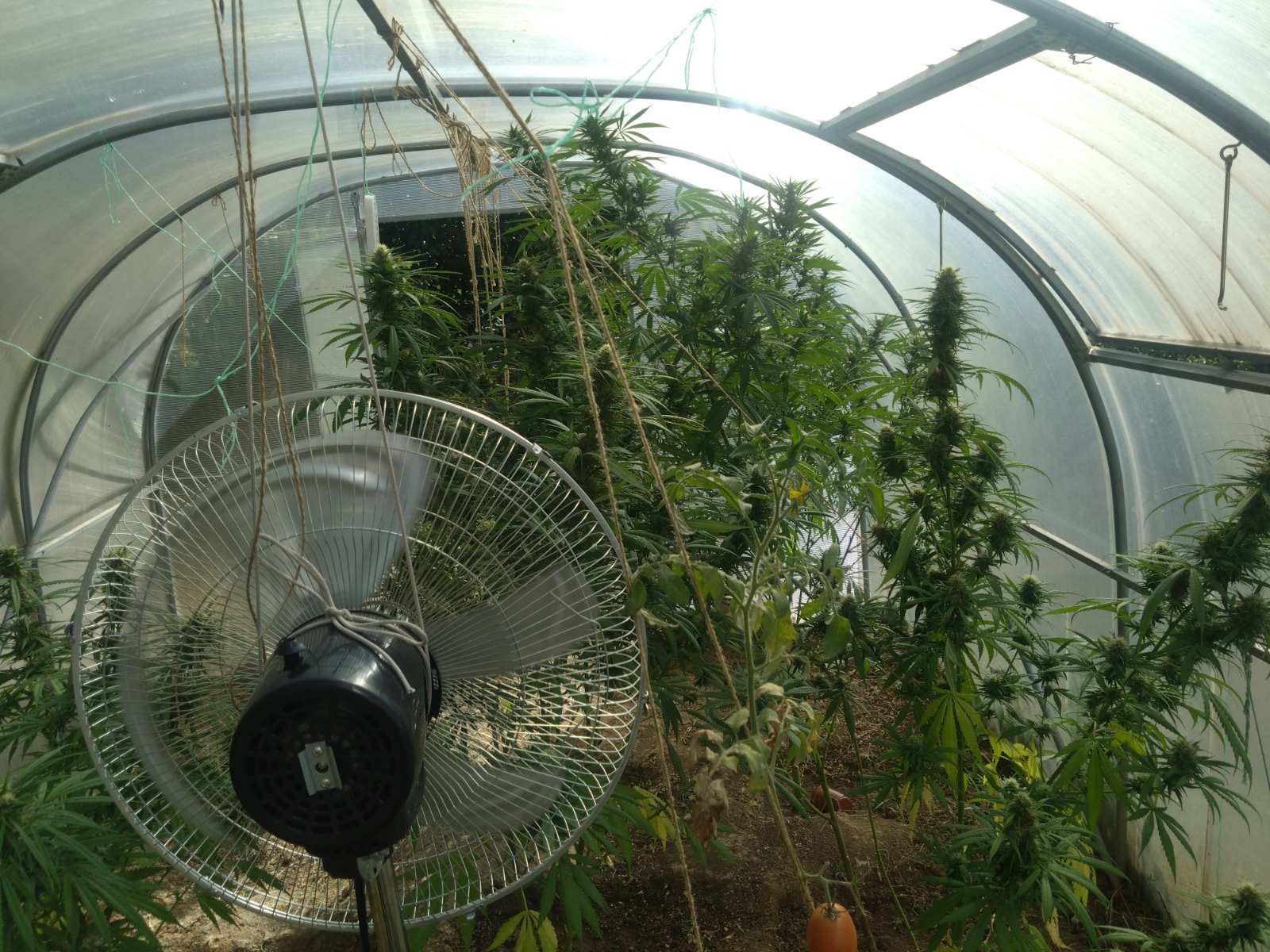 Задържаха двама души при спецакция срещу наркоразпространението в София (СНИМКИ)