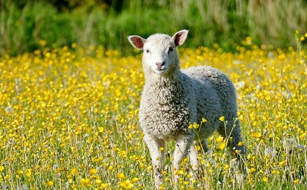 БАБХ констатира огнище на шарка по дребните преживни животни в Бургаска област