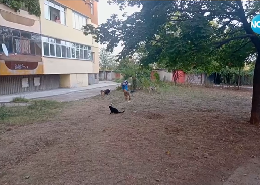 Бездомни кучета тормозят живеещите в няколко блока в Русе