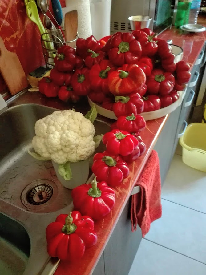 Камбите стават и за туршия, и за готвене