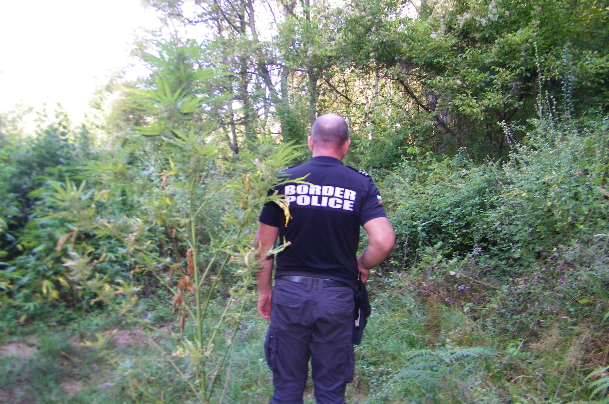 Гранични полицаи иззеха над 50 кг канабис