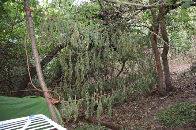 Нива с канабис разкриха край видинското село Арчар