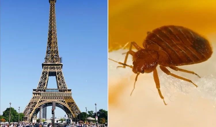 И дървениците мечтаят за Париж