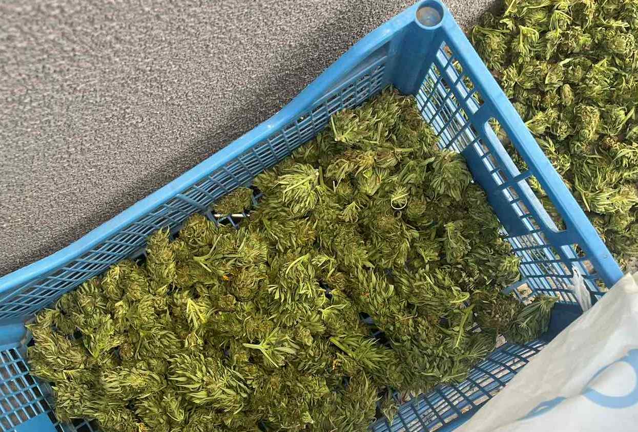 Ямболски криминалисти иззеха около 20 кг марихуана