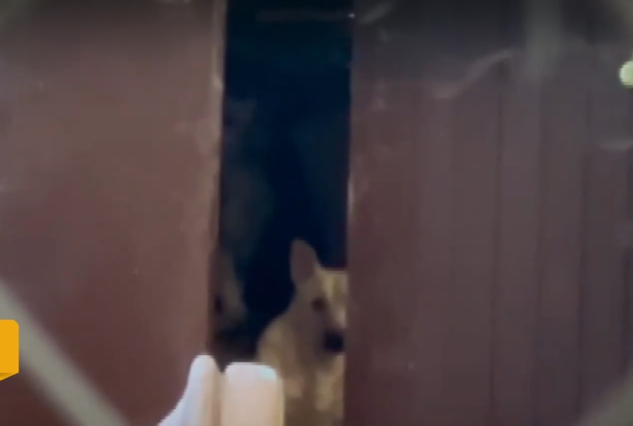 Затворени и изоставени: Десетки кучета тормозят жители на столичния квартал „Изток”