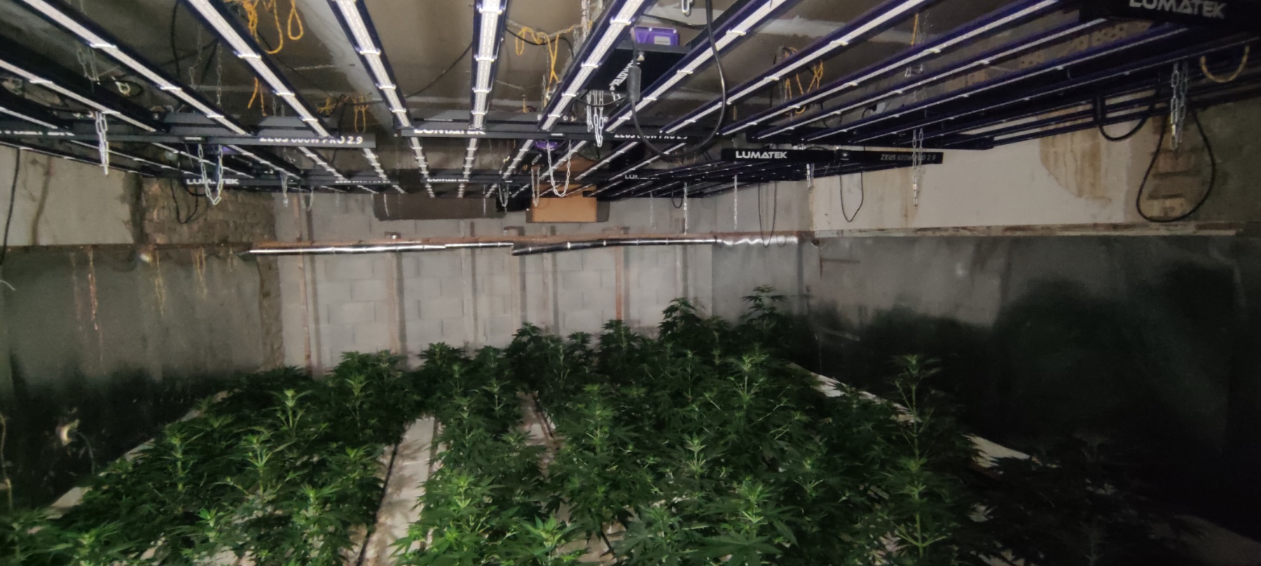 Задържаха варненец, превърнал двете си къщи в наркооранжерии 