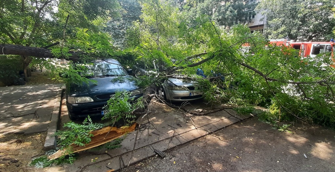 Дърво падна върху лек автомобил в Стара Загора