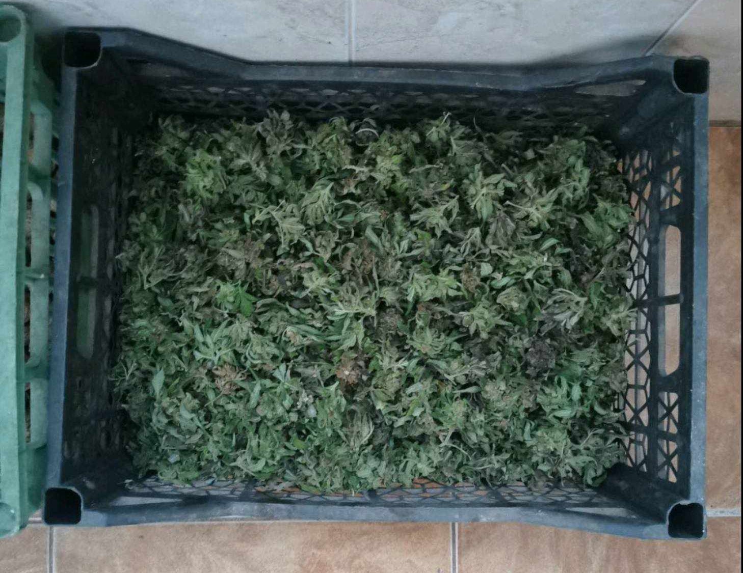 Криминалисти в Казанлък разкриха наркооранжерия