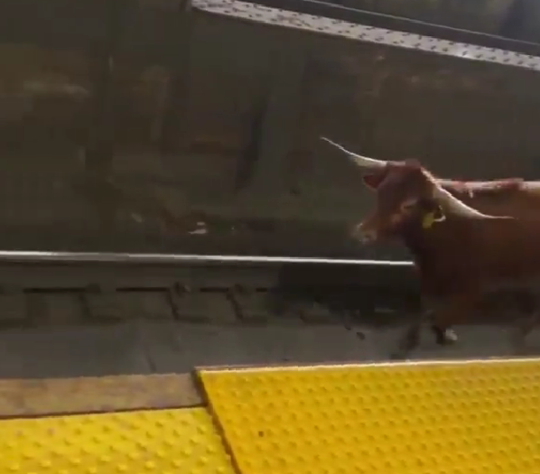 Бик спря движението на влаковете в Ню Джърси (ВИДЕО)