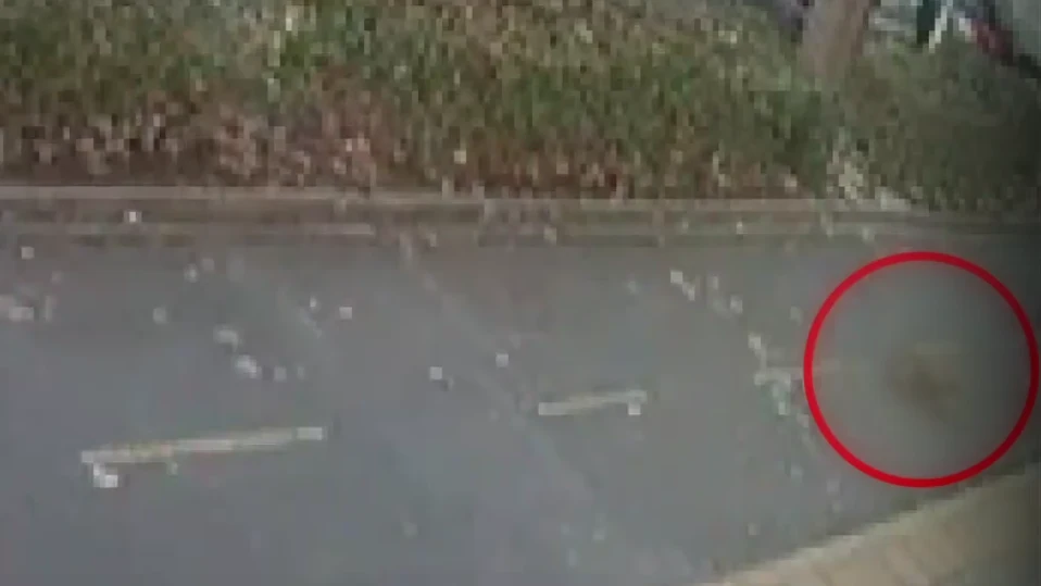 Мъж уби с ритници бездомна котка на оживена улица в Бургас