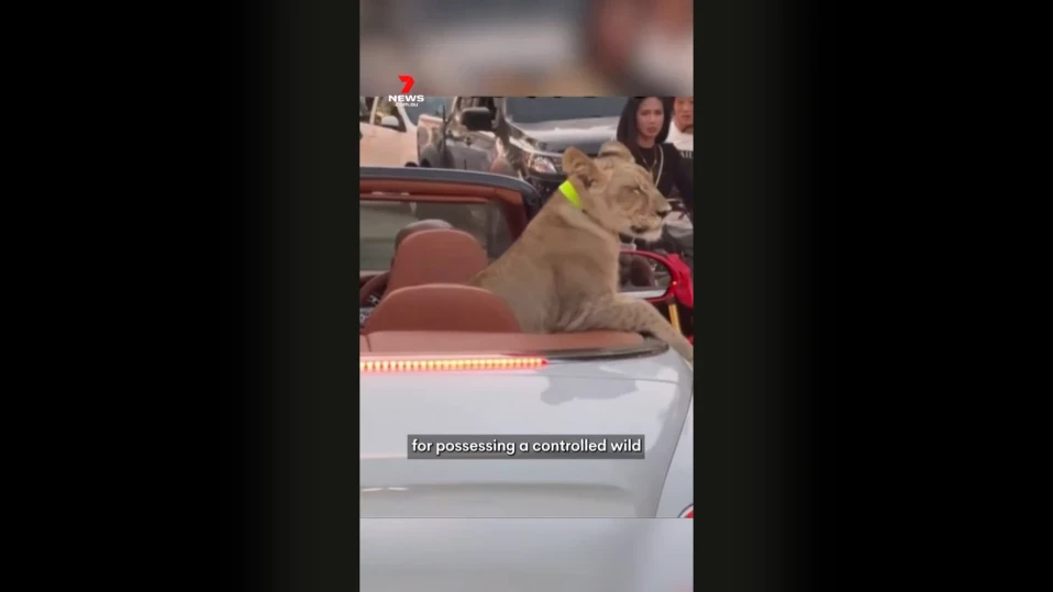 Арестуваха жена, която возила домашния си лъв в луксозна кола (ВИДЕО)