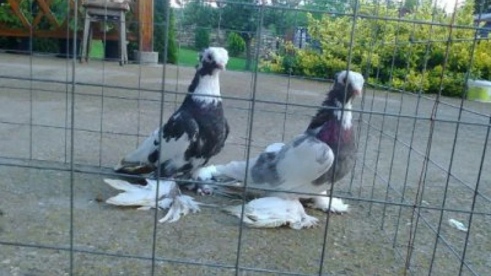 В Индия пуснаха на свобода гълъб, заподозрян като шпионин