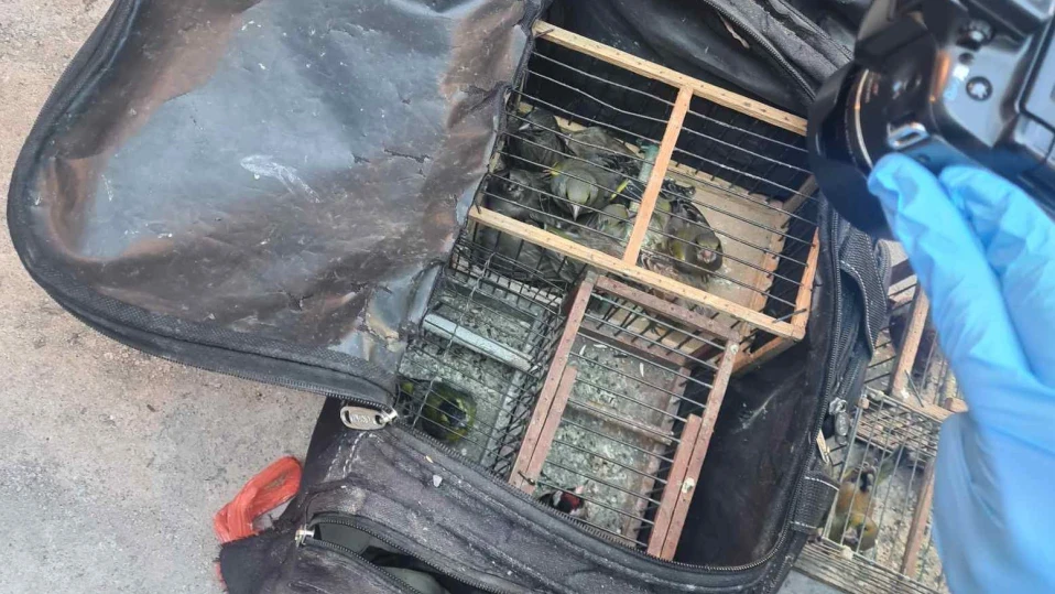 Задържаха мъж за притежание на защитени видове пойни птици (СНИМКА)