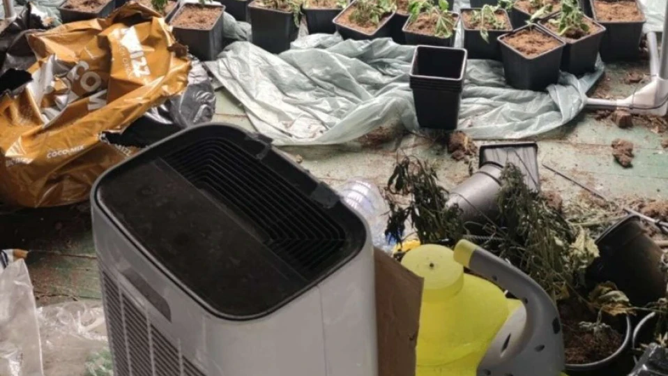 Разкриха домашна наркооранжерия в Пазарджик, задържаха 32-годишен мъж