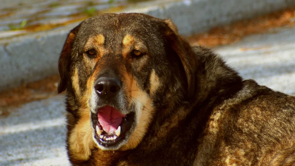 Глоба от 2000 евро получи жена в Гърция за отглеждане на 54 кучета