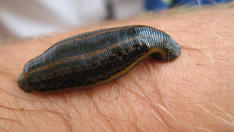 Как изчезват медицинските пиявици