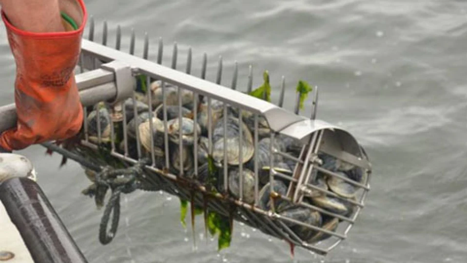 Спират улова на бяла мида в Черно море