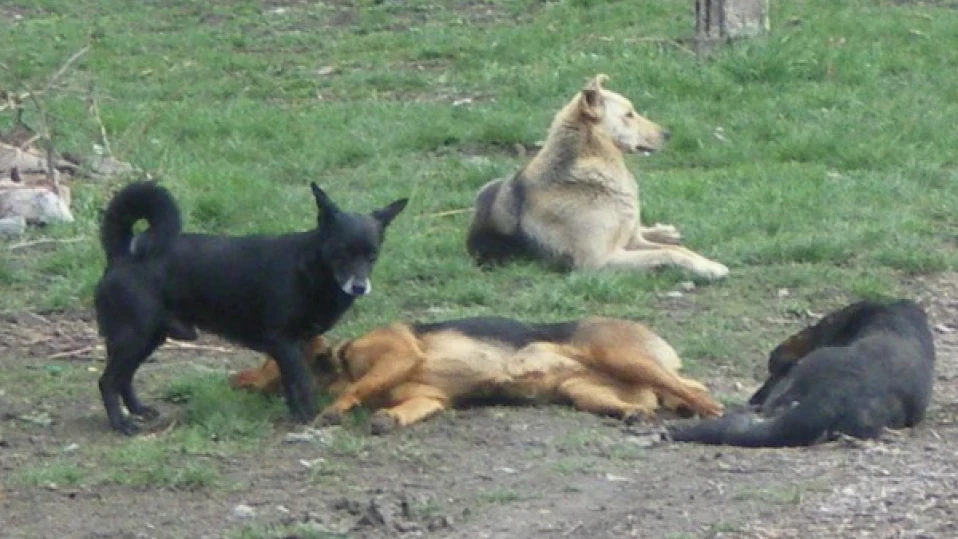 Тровят кучета до детска площадка в Кранево