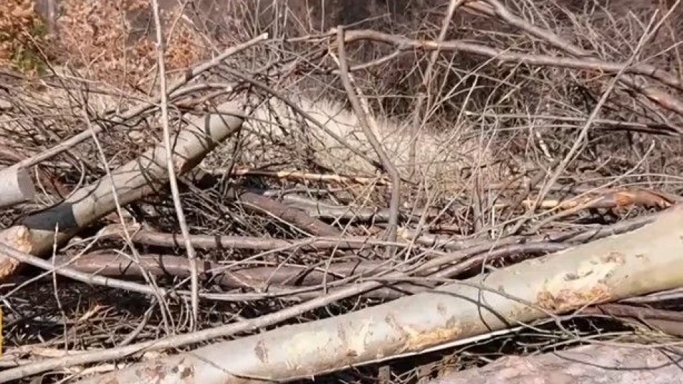 Административният съд потвърди глоба от 100 000 лв. за сеч в Борисовата градина